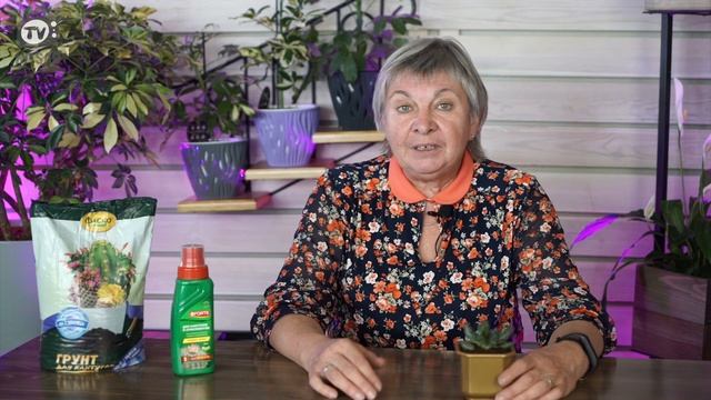 Уход за Хавортией в Домашних Условиях ✔️ смотреть онлайн