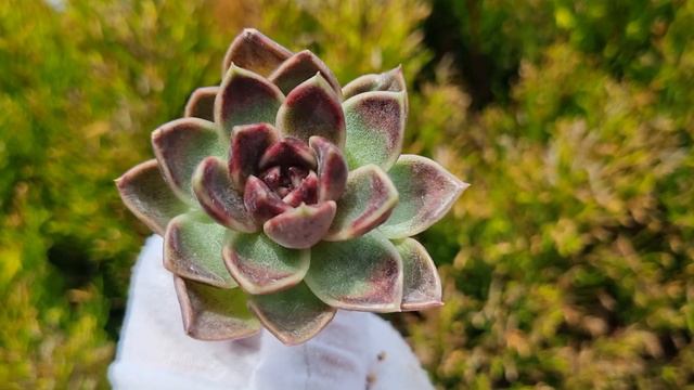 Echeveria Fushike