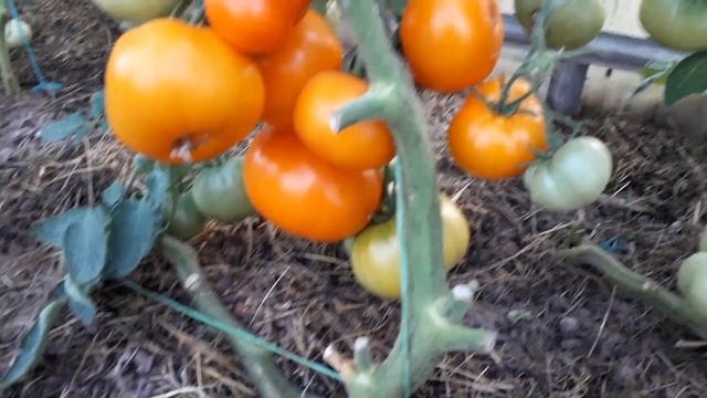 Вкуснейший томат. Сорт "Хурма". смотреть онлайн
