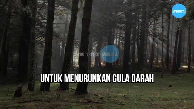 6 MANFAAT DAUN ROSEMARY - BAGI KESEHATAN | KEGUNAAN ROSEMARY | DAUN ROSEMARY | MANFAAT ROSEMARY