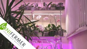 Обзор БЮДЖЕТНЫХ фитоламп от МИНИФЕРМЕР.