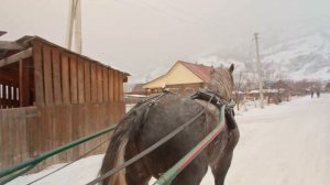 Орловский рысак - талисман Алтая