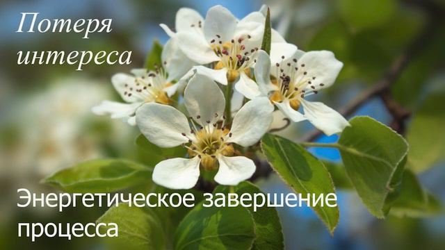 Потеря интереса. Энергетическое завершение процесса. смотреть онлайн