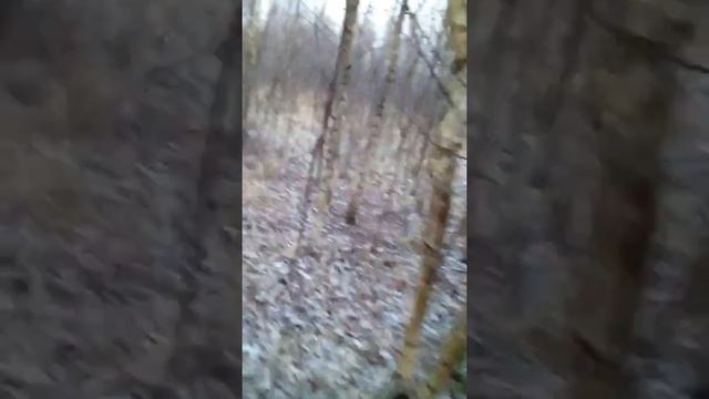 Как найти рог оленя потерянный весной смотреть онлайн