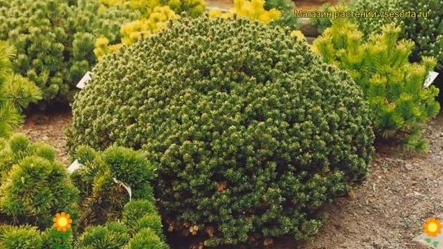 Сосна горная Лилипут. Краткий обзор, описание характеристик, где купить саженцы pinus mugo Lilliput смотреть онлайн