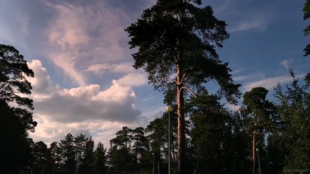 Гилевская роща. Тюмень. Cinematic Nature Video 4K / iphone 11 / Forest смотреть онлайн