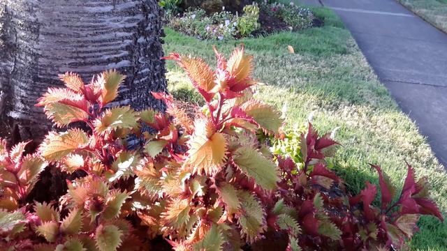 Coleus 'Henna' смотреть онлайн