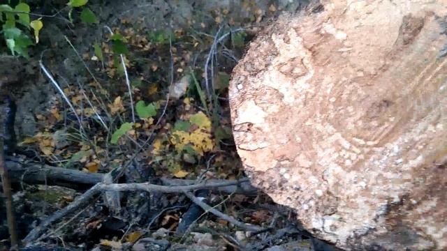 Природа. Лес. Шпальт. смотреть онлайн
