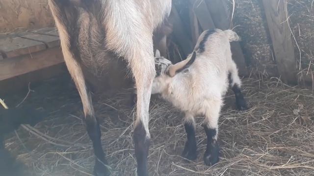КАК НАЗВАЛИ КОЗОЧКУ, спасибо, Паша!!!!❤❤❤ смотреть онлайн