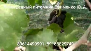 виноград Натали