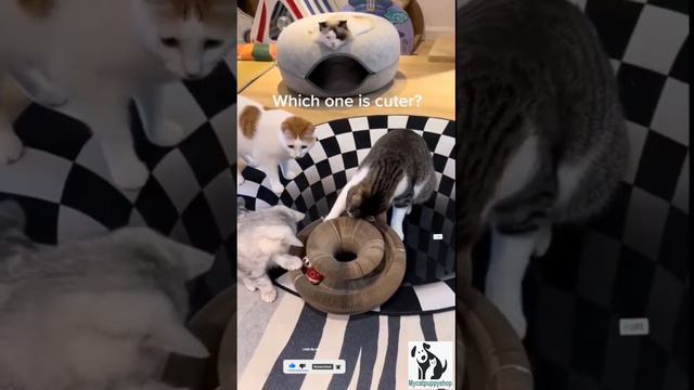 🐱🐱 How did this magic organ cat scratching board mesmerized my 3 cats [ Find Out Here ] смотреть онлайн