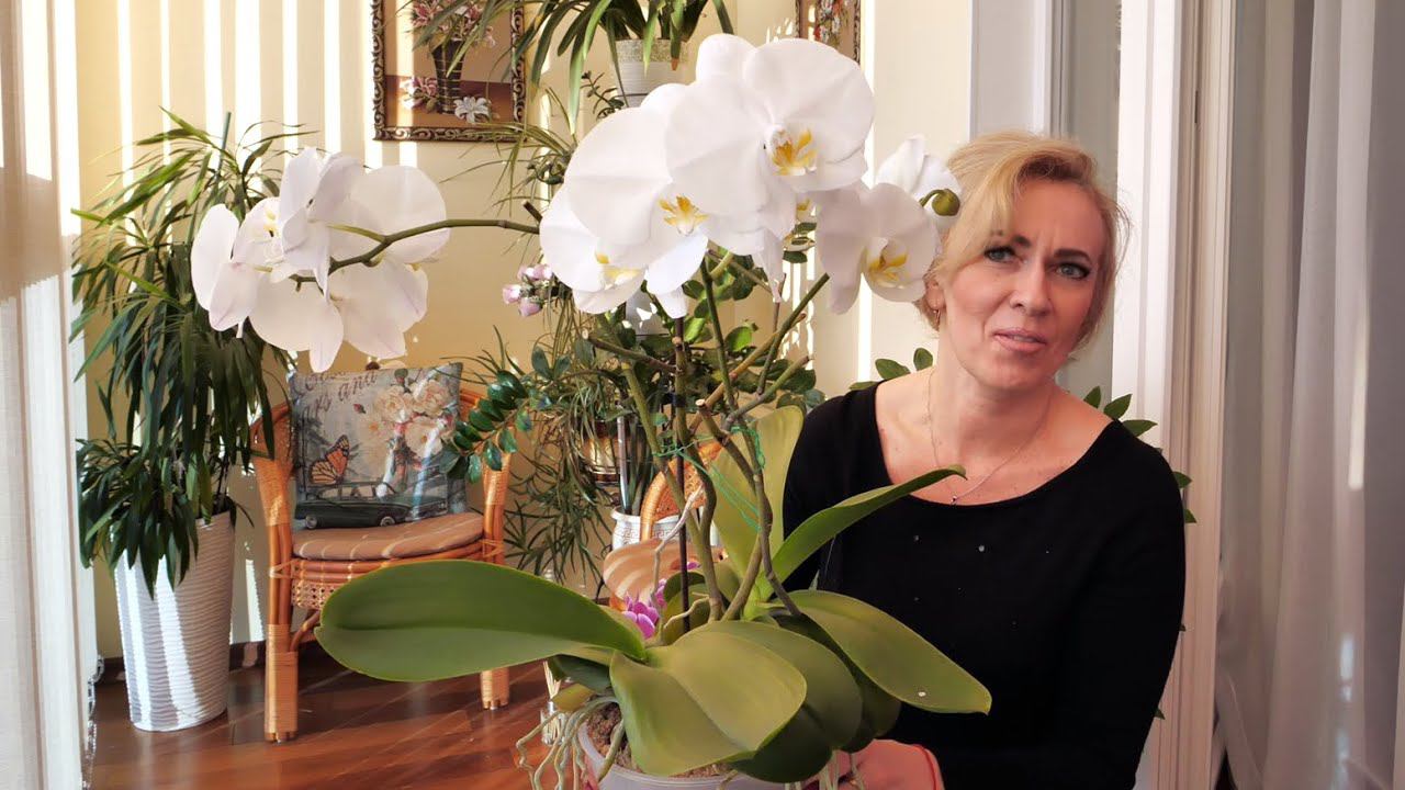 Орхидеи БИГ ЛИПЫ содержание, уход, посадка НОЛЬ СТРЕССА. / ЦАРИЦЫ в общей посадке АХ, УХ, ДААА! смотреть онлайн