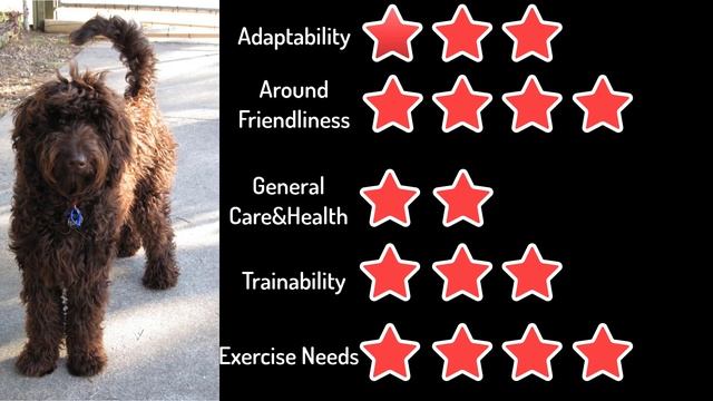 Meet The Barbet Dog - French Water Dog смотреть онлайн