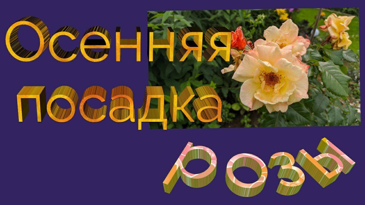 Осенняя посадка роз. Северо-западный регион. смотреть онлайн