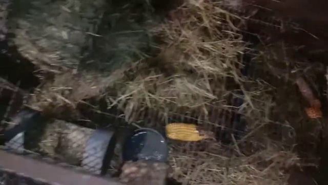 Мои кролики на 04.02.2021г.