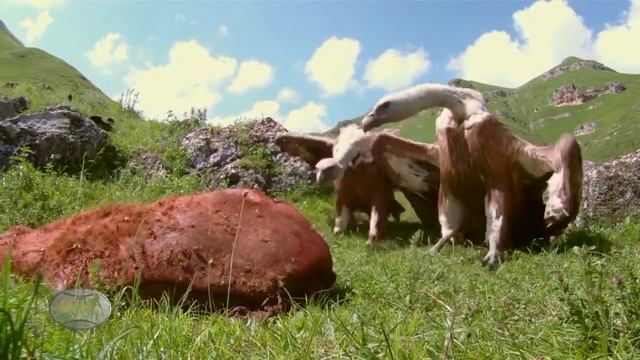 зоопарк гриф смотреть онлайн