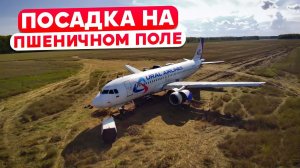 Посадка в пшеницу Уральских авиалиний. 12 сентября 2023 года.