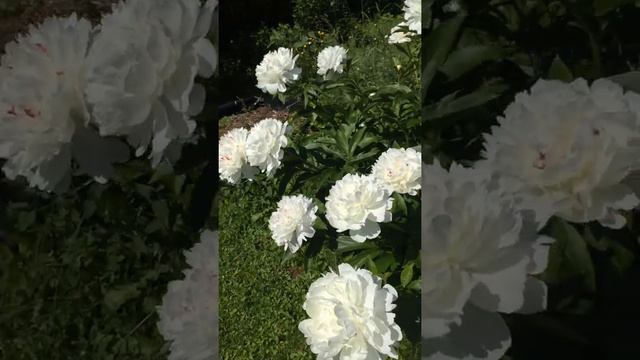 Пион Фестива Максима (Paeonia Festiva Maxima). смотреть онлайн