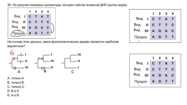 Разбор заданий Областной олимпиады по биологии 2020. Часть 2 (1 тур, вопросы 23-44) смотреть онлайн