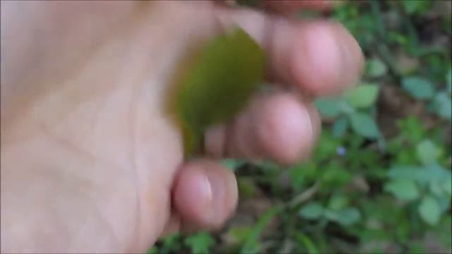 Съедобные растения. Листья липы / leaves of Tília смотреть онлайн