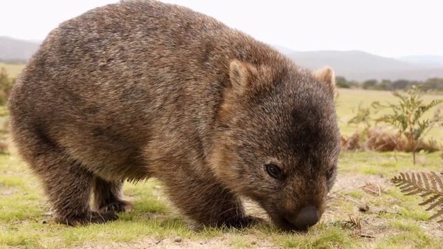 Кто такой вомбат? смотреть онлайн