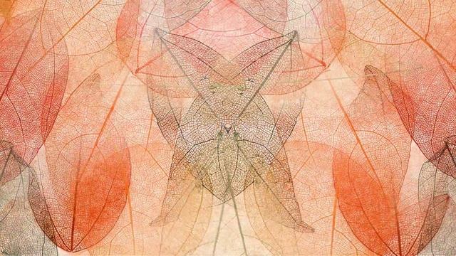 ProShow Producer Footage / Осенний футаж -  фон для видеомонтажа 1