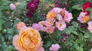 ЦВЕТЕНИЕ РОЗ 2021, 5 ИЮЛЯ??? МОИ ЛАМПИОНЫ??? и МОЯ ПРЕЛЕСТЬ ???