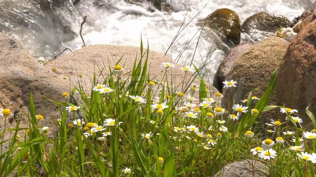Waterfall With White Daisy Stock Video смотреть онлайн