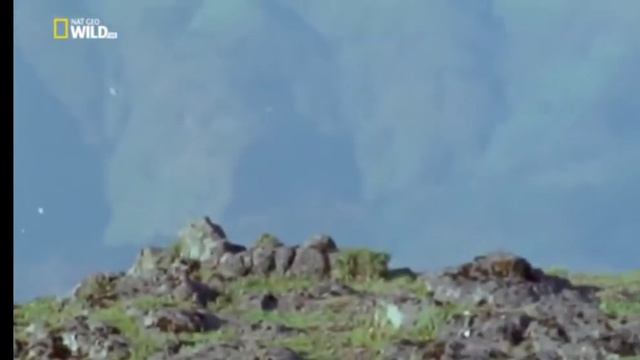 Первая Тройка самых опасных животных Голодные игры Бородач смотреть онлайн