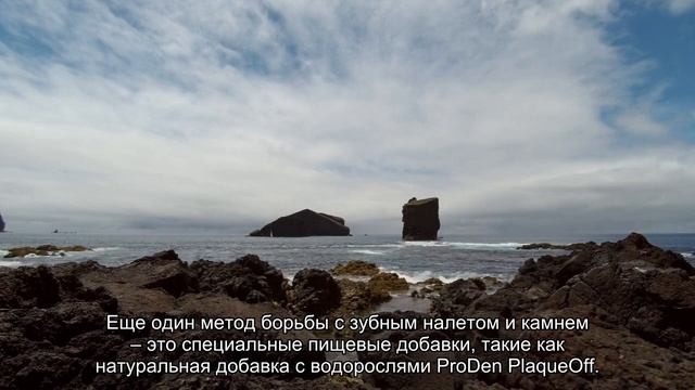 Чистят ли кошкам зубы? смотреть онлайн