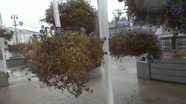 Петуниевые деревья . Площадь Перекальского. Курск 2021.