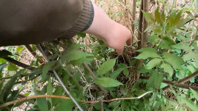 Какие птицы делают гнезда в кустах? смотреть онлайн