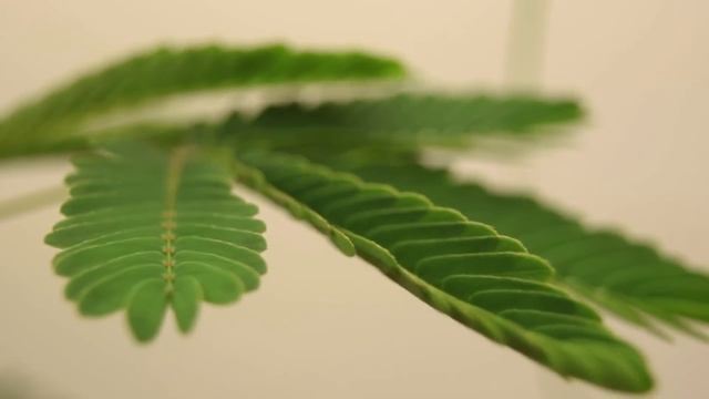 Sensitive Plant (Mimosa pudica) Leaves Folding up in Response to Touch смотреть онлайн