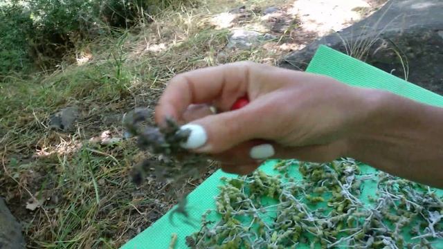 ? Крымский эндемик - Крымская железница - Крымский лимонник - сбор трав в походе смотреть онлайн