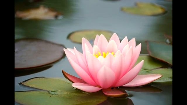 OM Mani Padme Hum mantra смотреть онлайн