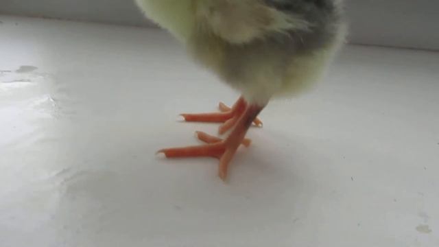 Дарьин двор. Птенцы Голландских белохохлых кур смотреть онлайн