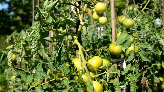 Зачем пасынковать томаты (на примере томата "Торбей F1") смотреть онлайн