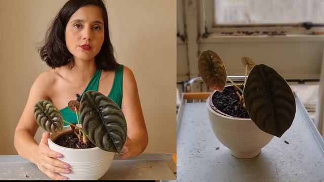 Alocasia cuprea: dia 8 de 30 (30 dias de plantas) смотреть онлайн