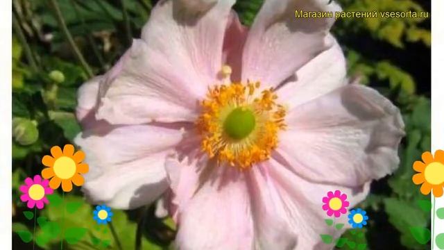Анемона японская Кёнигин Шарлотта. Краткий обзор, описание anemone japonica Konigin Charlotte смотреть онлайн