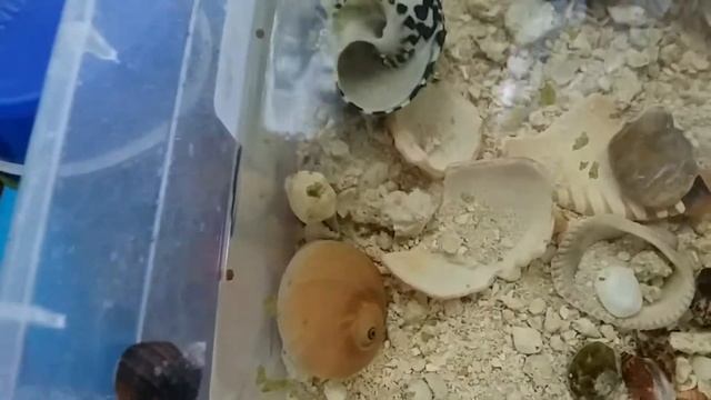 Hermit Crab climbing montage!|Underwater Adventure#2 смотреть онлайн