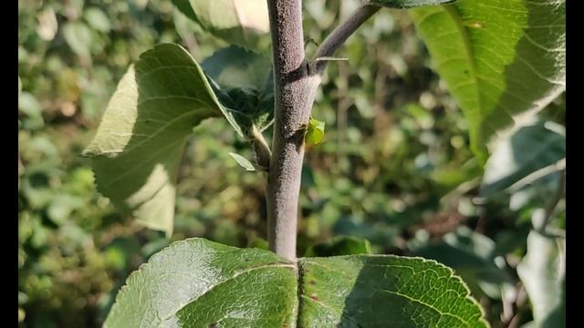 Саженцы плодовых деревьев в Московской области. Обзор саженцев разных сортов яблони. смотреть онлайн