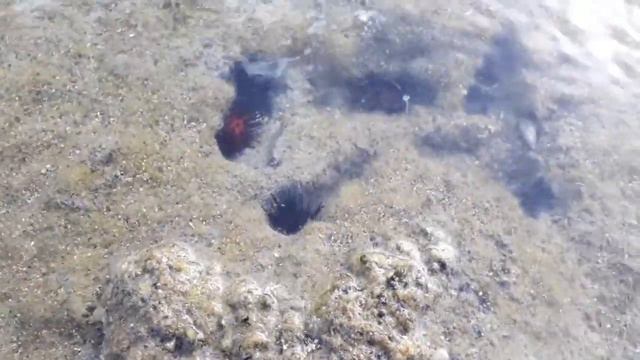 Колония морских ежей на диком побережье Атлантического океана в Доминикане! смотреть онлайн