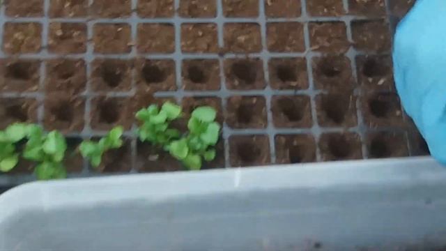 Лобелия. Пикировка, расчет себестоимости, обзор сортов. смотреть онлайн