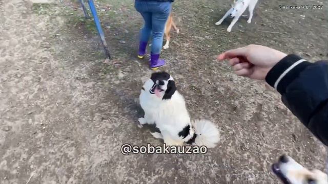 Гуляем! Приют «Щербинка». Проект помощи животным Собака Юзао смотреть онлайн