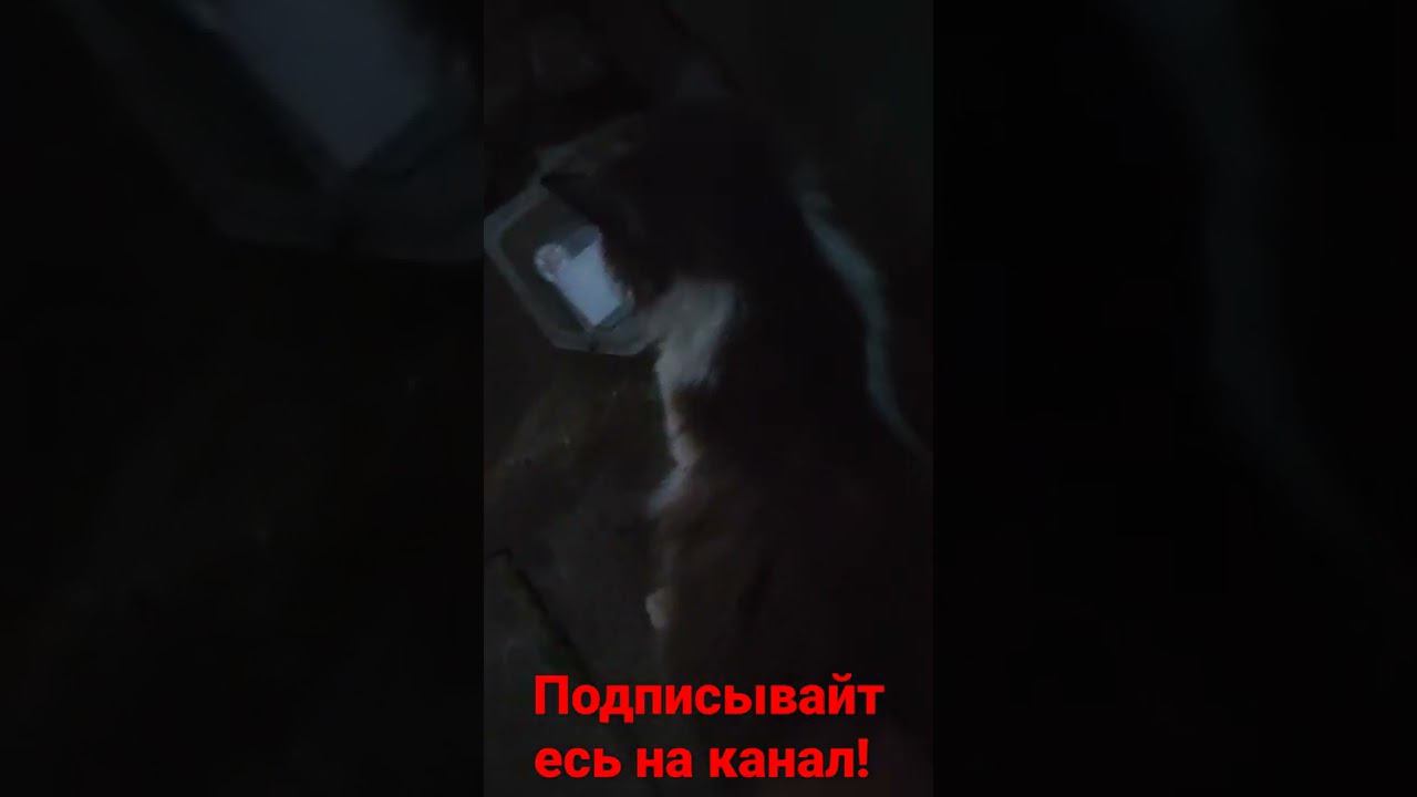 кот любит ласку и муркать! смотреть онлайн