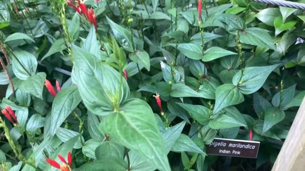 Spigelia Plant Profile
