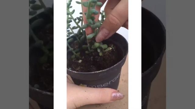 Пересадка седума. Суккулент. Седум. Суккуленты смотреть онлайн