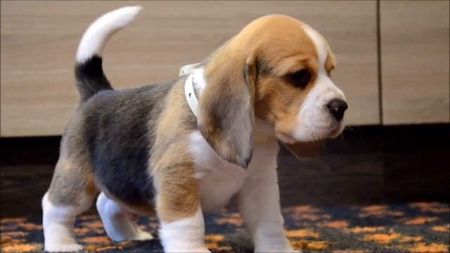 Щенки бигля - 3 мальчика / Beagle Puppies - 3 boys (1 month) смотреть онлайн