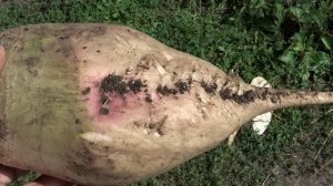 Какой сорт кормовой свёклы лучше?