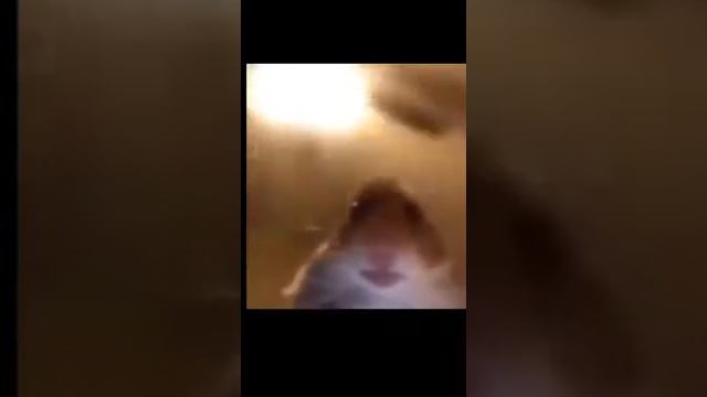 Хомяк завис и 10минут он смотрит аниме смотреть онлайн